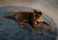 Shiba inu hane 1 år kemiskt kastrerad omplaceras snarast