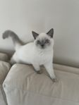 Brittish shorthair kattungar leveransklara