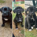 Cane Corso Tikar