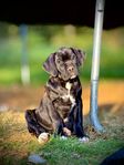 Cane Corso Tikvalp