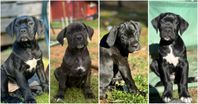 Cane Corso valpar