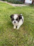 hundvalpar shih tzu/lhasa apso 