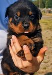 100% Rottweiler valpar SKK-reg. 