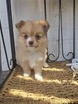 pomeranian/pomchi 