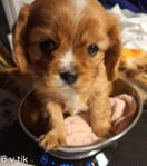 Cavalier King Charles Spaniel registrerad i Skk