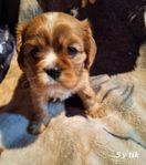 Cavalier King Charles Spaniel registrerad i Skk