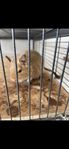 3 st Degu tjejer med bur säljer till seriös köpare 