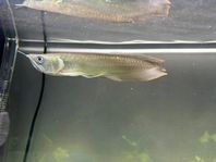 Arowana 