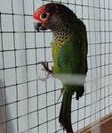 conure