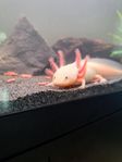 Axolotl