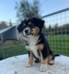 Miniature American Shepherd 