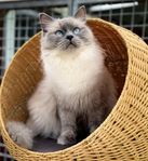 Mysig ung ragdoll hona