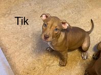 American Bully/Amstaff Leveransklara 