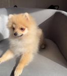 Lekfull Pomeranian-hane söker aktivt hem