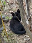 Leveransklar kattpojke blandras med Birma