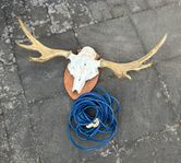 Lasso och horn