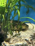 Pleco