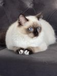 ragdoll kattunge 