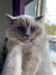 Ragdoll katt