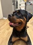 Rottweiler 