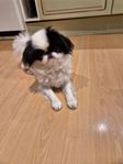 omplacering japanese chin 3 år