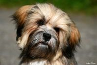 Renrasig Lhasa apso tik