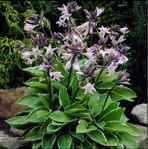 Höstplantering - Hosta 'Francee' Funkia 