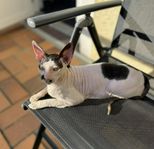 Cornish Rex tjej söker föralltid hem!