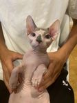 sphynx kattunge