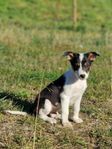 Border Collie valp