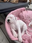 valpar boxer pitbull blandras