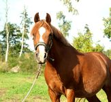 Arabvalack med hjärta av guld 