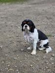 Cavalier King Charles Spaniel tik