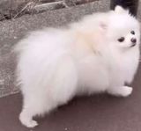 Pomeranian avel 