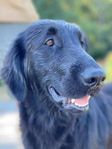 Flatcoated retriever 