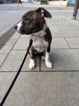 En renrasig amstaff 