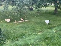 Sussex flock