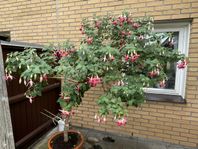 Fuchsia träd