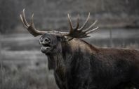 Älgjakt i Hälsingland  8-11 oktober