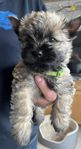 cairnterrier valp