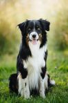 Australian shepherd hane omplacering 