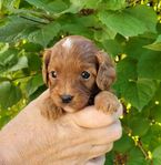 Cavapoo valpar