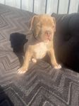 American Bully/pitbull valpar 