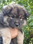 Finsk Lapphund valpar (Skk stamtavla)