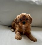 Världens ljuvligaste Cavapoo - tikvalp 