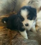 Australian shepherd valpar 