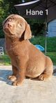 choklad Labrador Retriever utan Stamtavla 