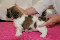 shih tzu med stamtavla i skk