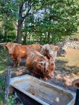 Highland cattles