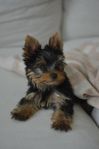 Yorkshireterrier Valp 3 mån